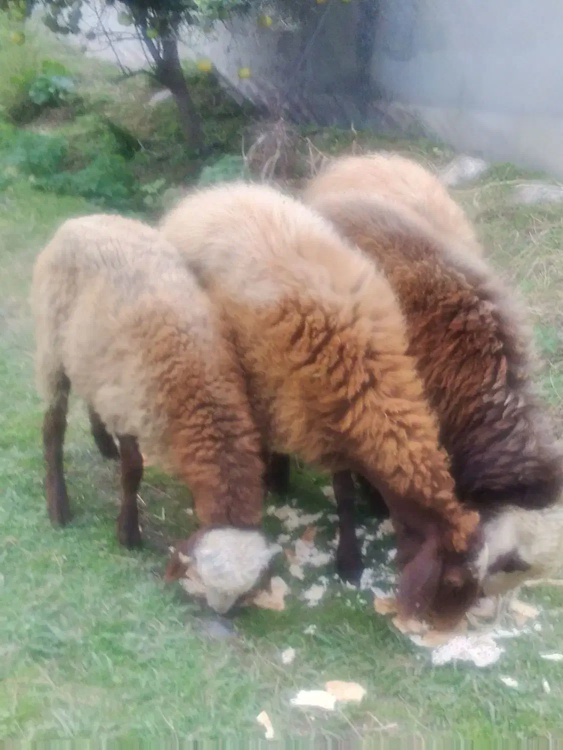 فرش یک گوسفند ماده و یک گوسفند نر|حیوانات مزرعه|چالوس, |دیوار