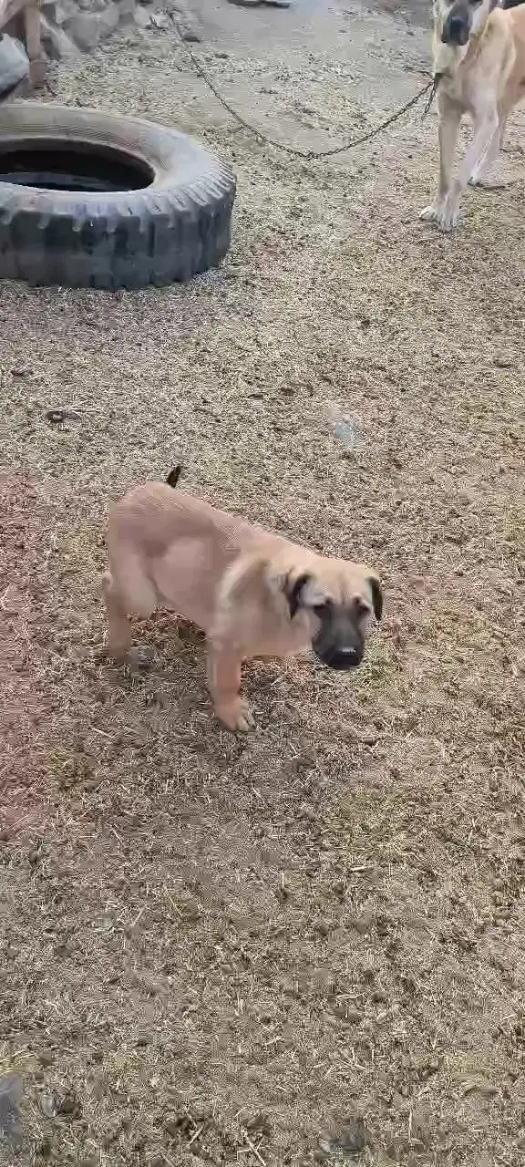 یک توله سرابی ماده دوماه نیم دهن باک به شرت|سگ|سلفچگان, |دیوار