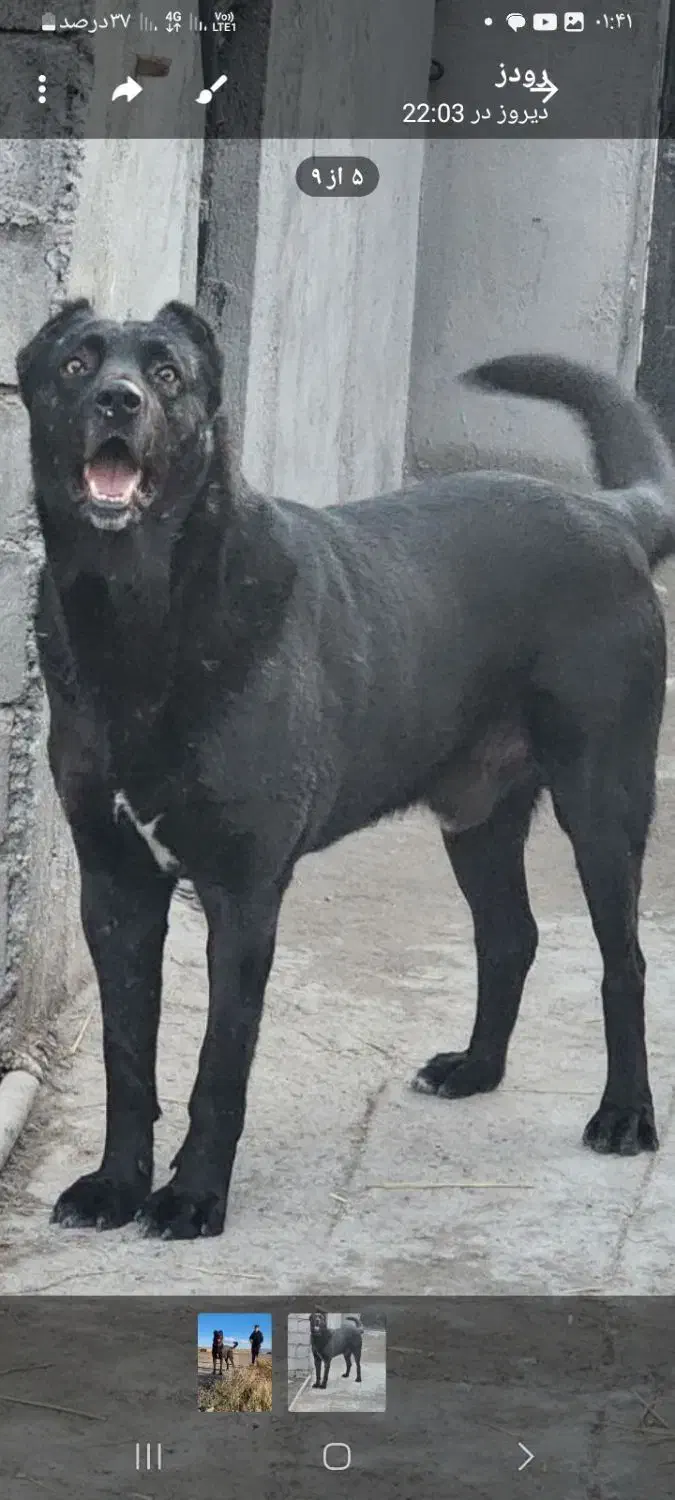 سگ سرابی|سگ|رباط‌کریم, رباط‌کریم|دیوار