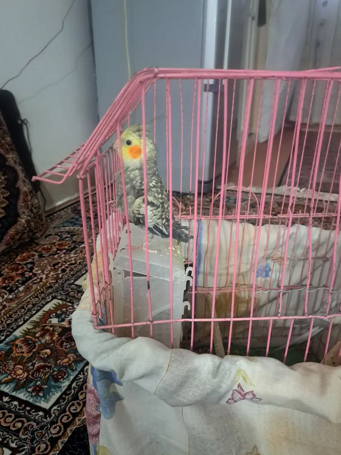 پرنده|پرنده|گلستان (تهران), |دیوار