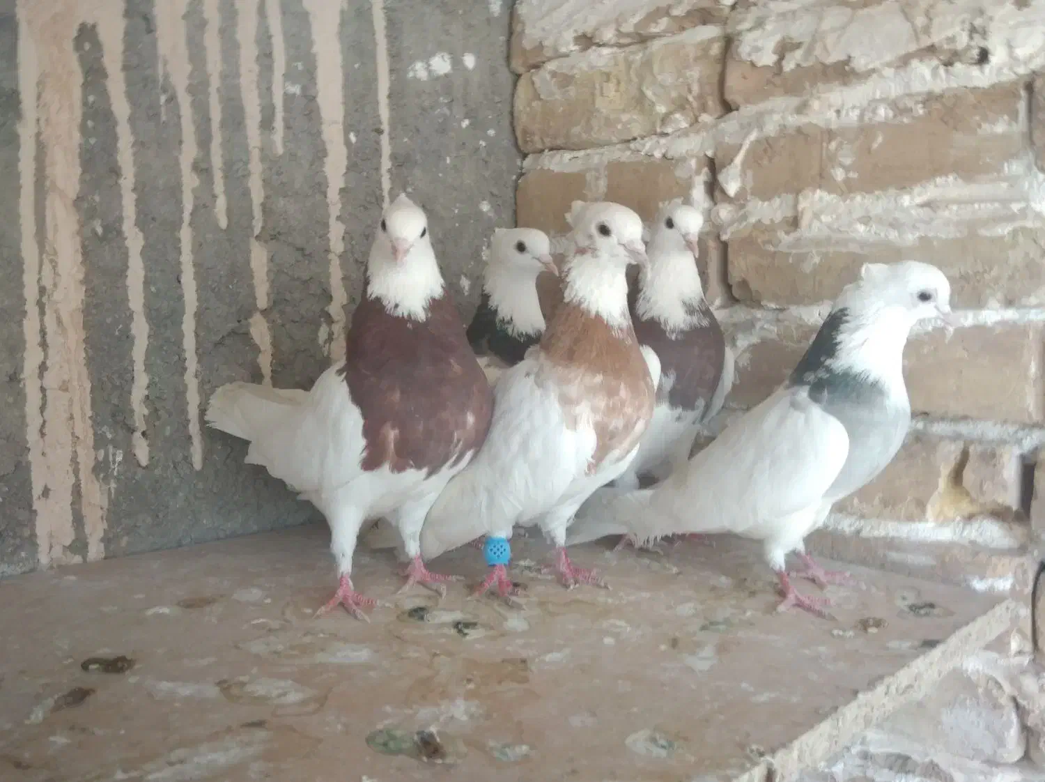 کفتر|پرنده|میبد, |دیوار