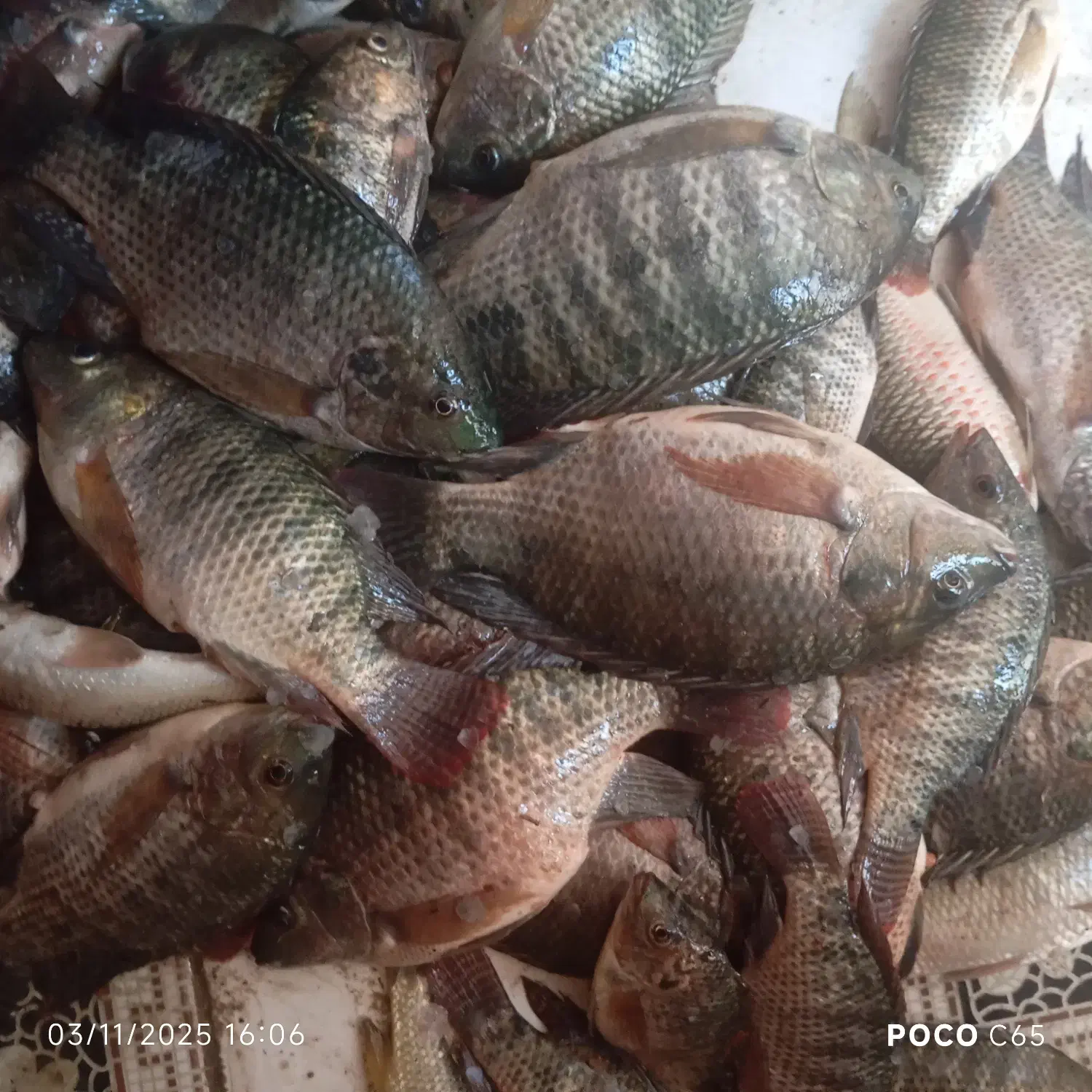 ماهی شانک|ماهی|شوشتر, |دیوار