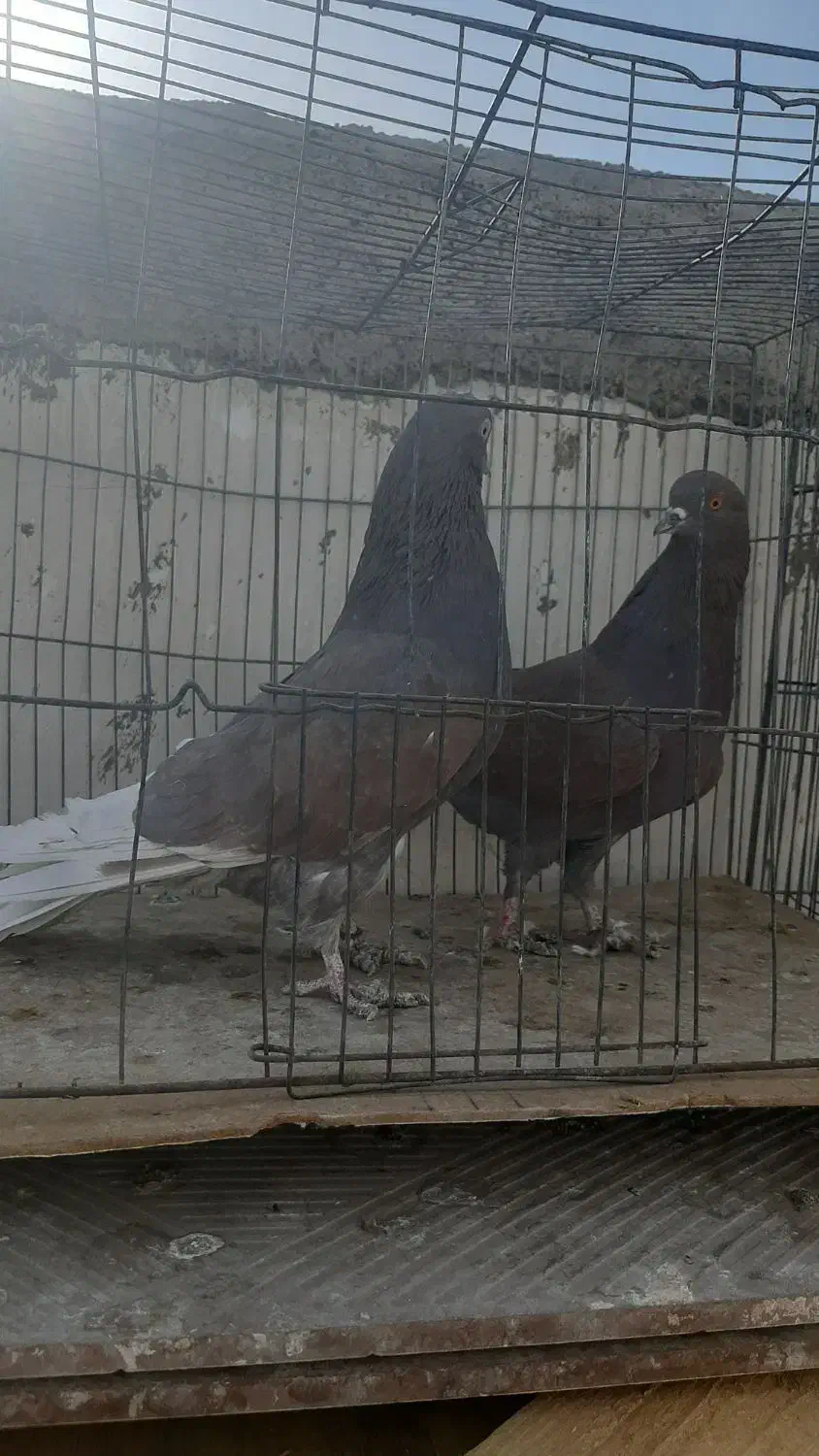 کبوتر|پرنده|اردکان, |دیوار