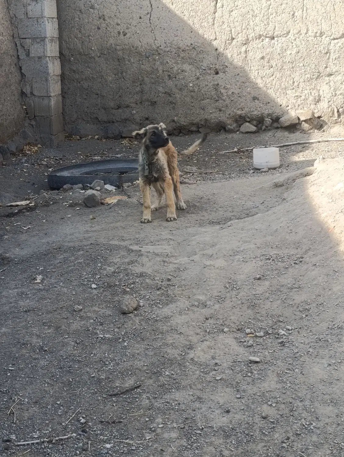 توله|سگ|ارشق, |دیوار