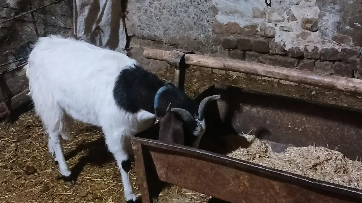 ۳ عدد بز ماده|حیوانات مزرعه|همدان, |دیوار