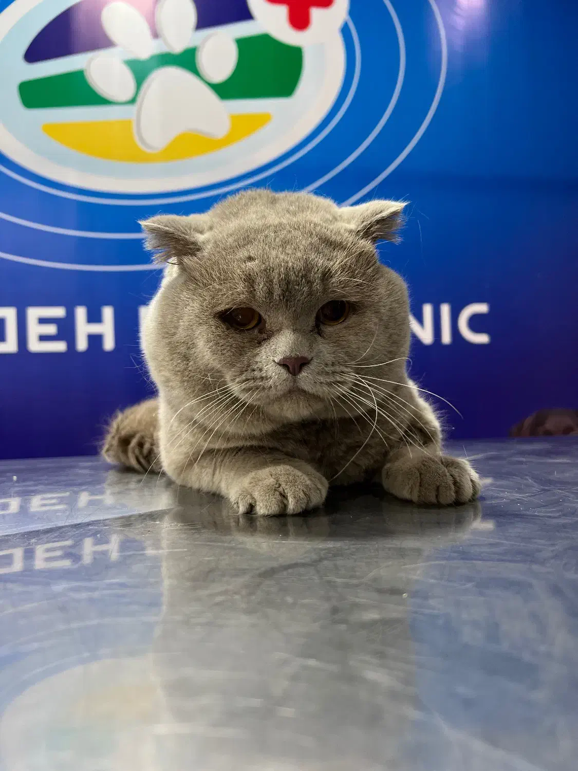 نر اسکاتیش فولد رنگ لیلاک یک و نیم ساله|گربه|اهواز, کیانپارس |دیوار