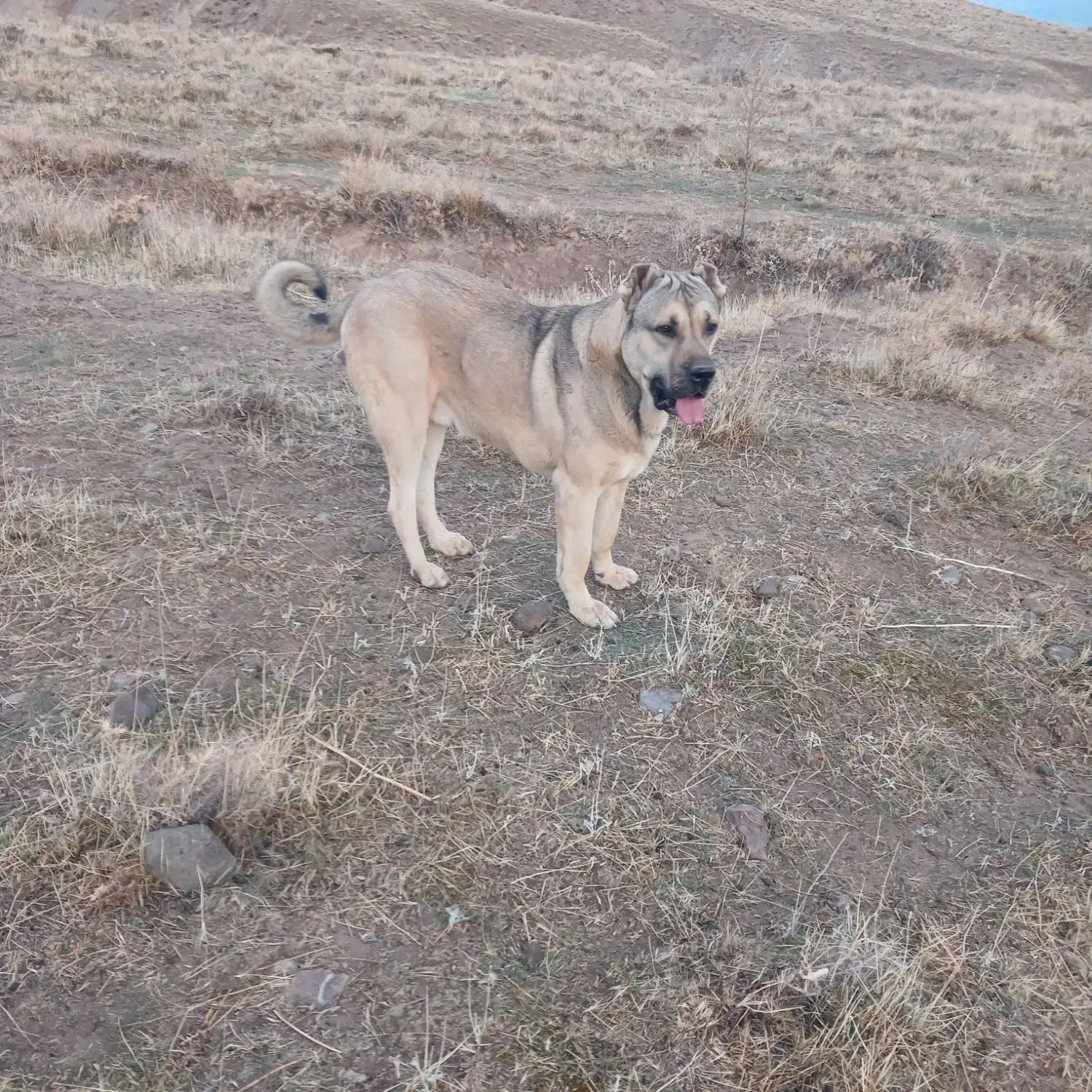 سک سرابی|سگ|مرند, |دیوار