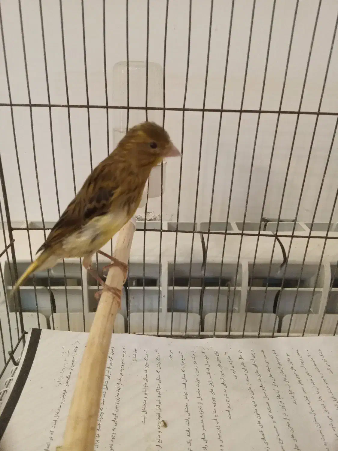 قناری نر|پرنده|رشت, سعدی (تختی)|دیوار