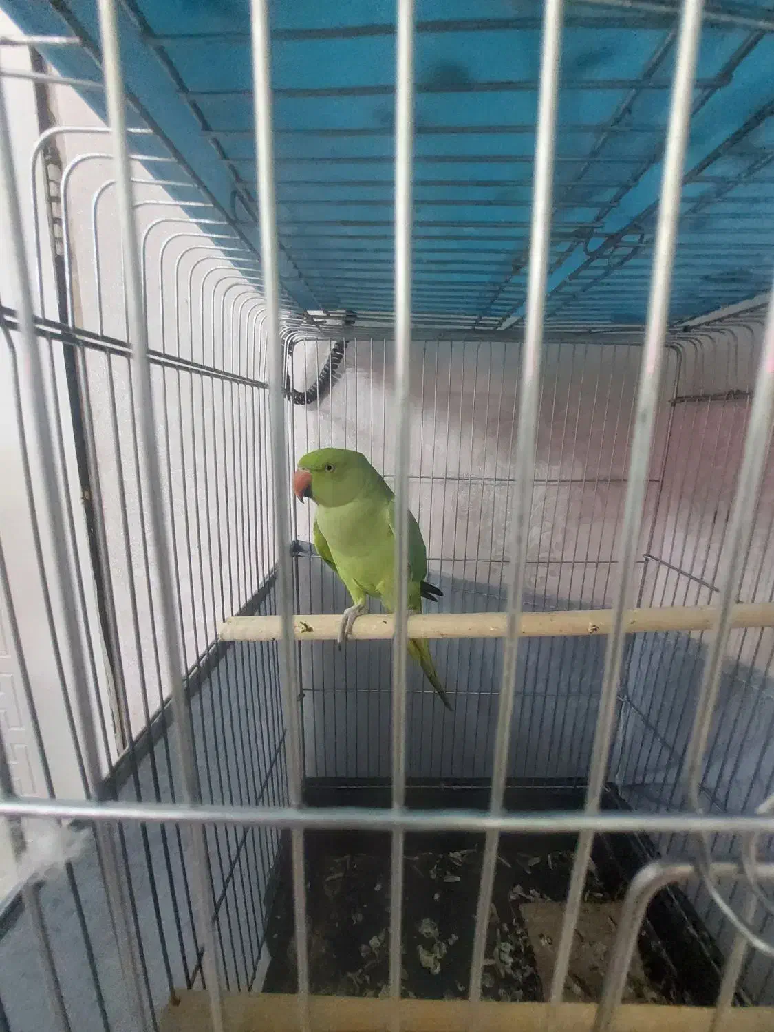 طوطی ملنگو ماده مست|پرنده|تهران, مختاری|دیوار