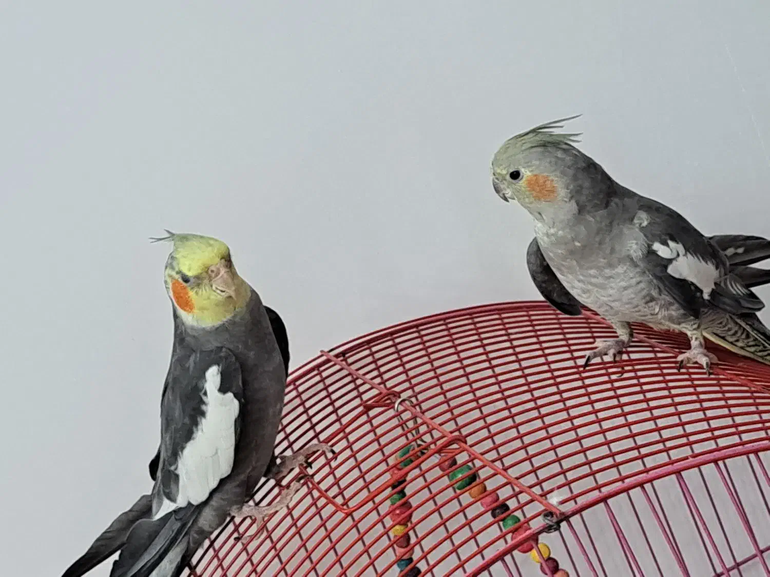 عروس هلندی|پرنده|سهند, |دیوار