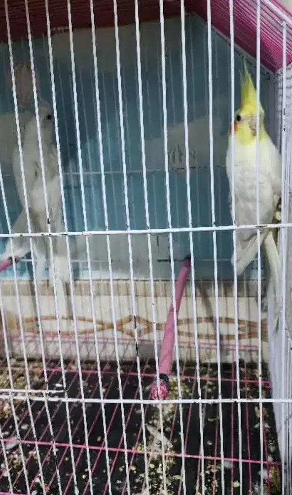 طوطی عروس|پرنده|بندر ماهشهر, |دیوار