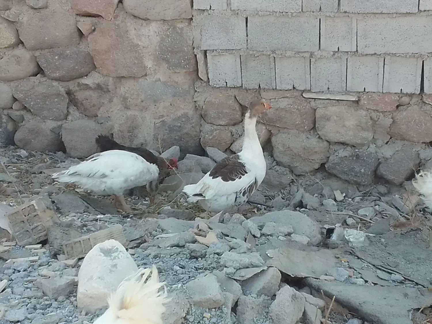 فروش یک جفت غاز|حیوانات مزرعه|مشگین شهر, |دیوار