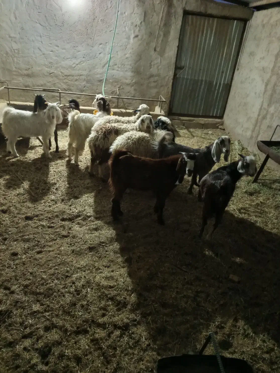 گوسفند فروشی|حیوانات مزرعه|طبس, |دیوار