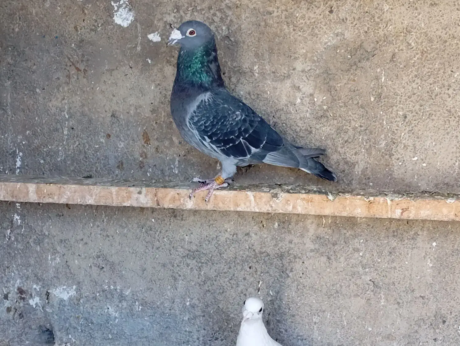 کبوتر|پرنده|آبیک, |دیوار