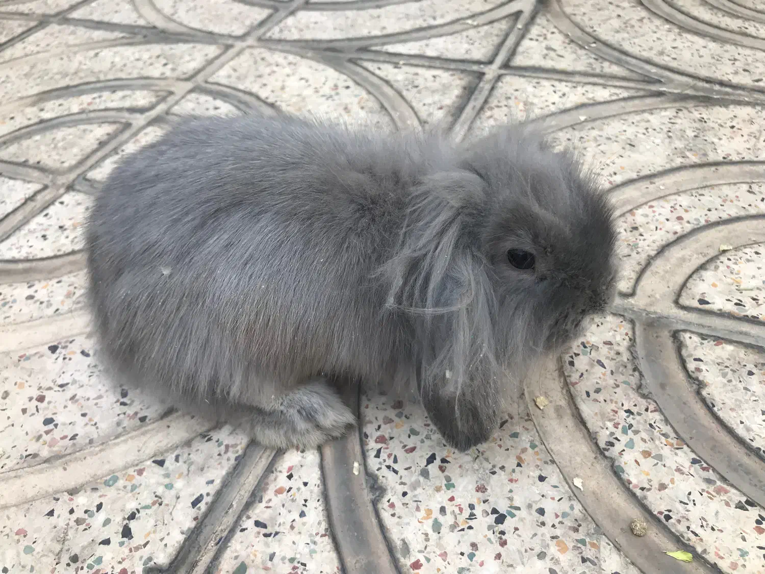 خرگوش لوپ|موش و خرگوش|سمنان, |دیوار