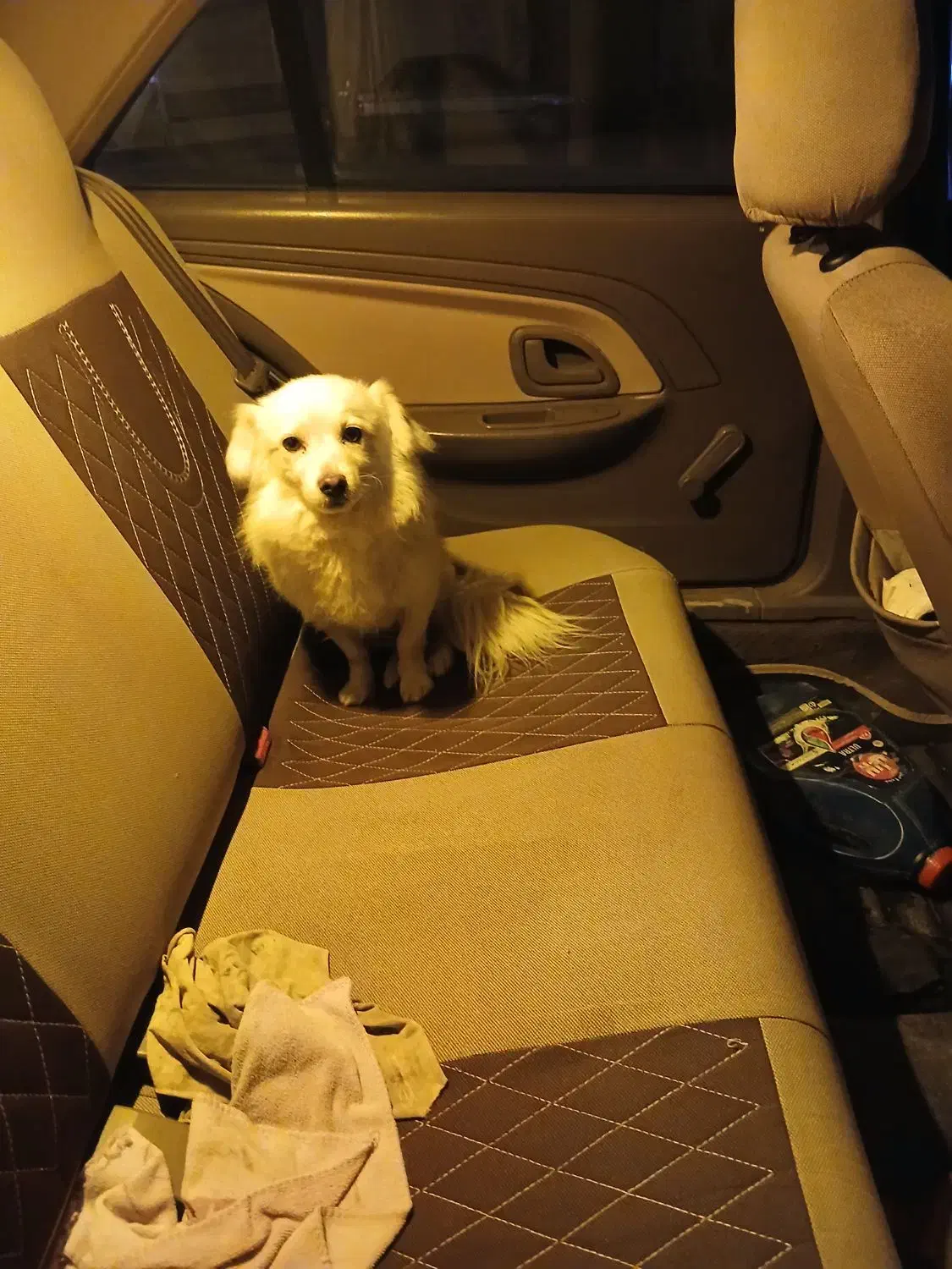 سگ خانگی|سگ|فامنین, |دیوار