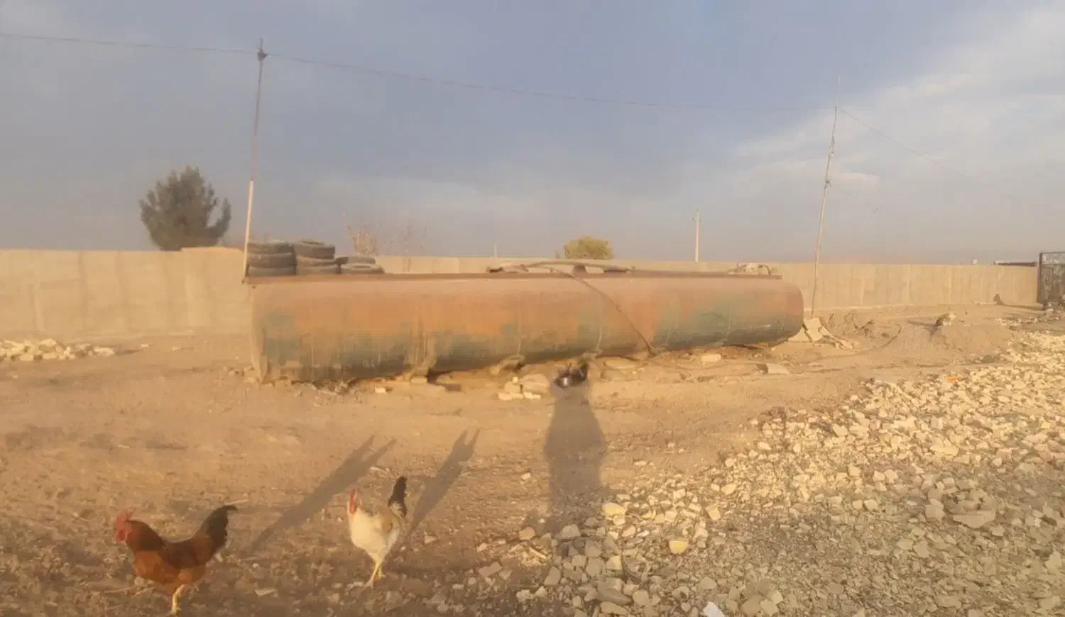 اجاره دامداری|اجارهٔ مغازه و غرفه|تاکستان, |دیوار