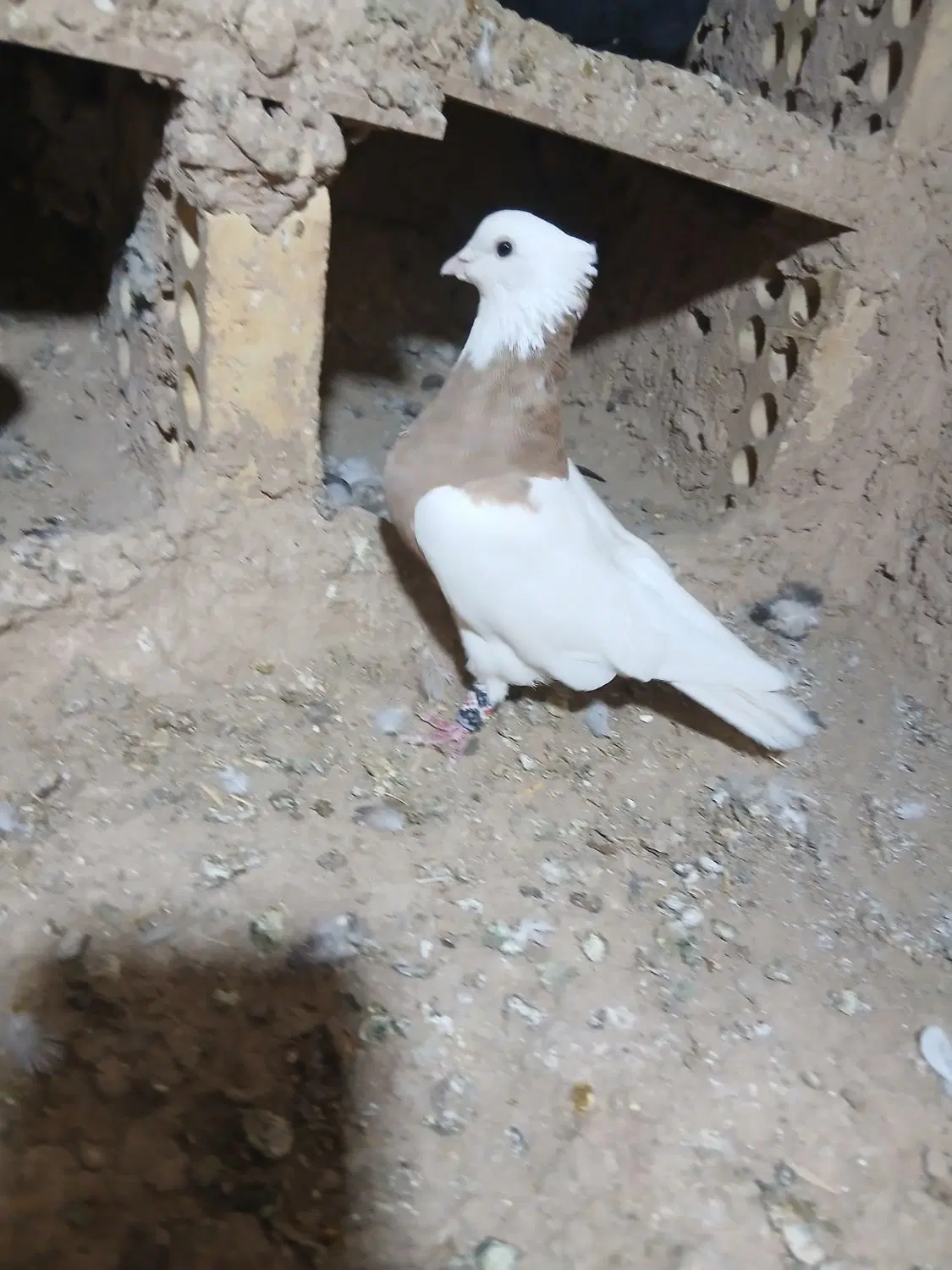 سفید|پرنده|شراء, |دیوار