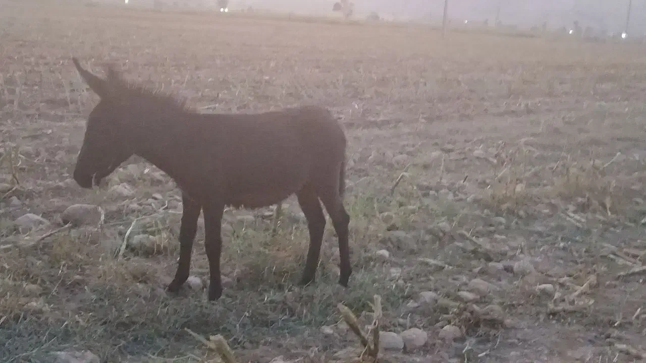 کره خر|حیوانات مزرعه|نورآباد ممسنی, |دیوار