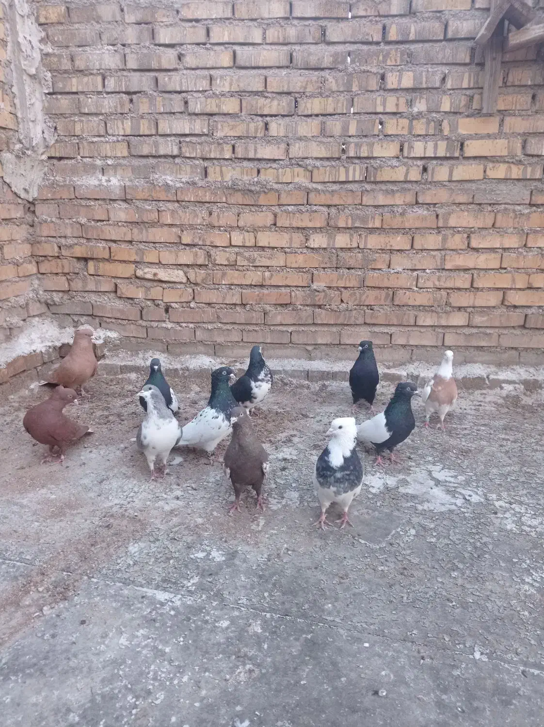 کبوتر|پرنده|خرمشهر, |دیوار