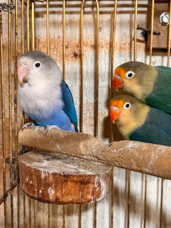 کوتوله برزیلی پاربلو|پرنده|پردیس, کمرد|دیوار