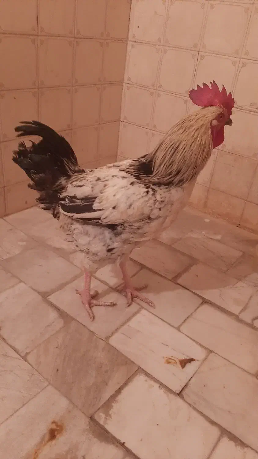 خروس جوان ، خوش هیکل|حیوانات مزرعه|تهران, جیحون|دیوار