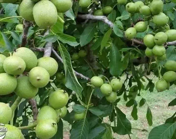 فروش نهال گردو فرنورپیوندی لیبل دار|خدمات باغبانی و درختکاری|بافق, |دیوار