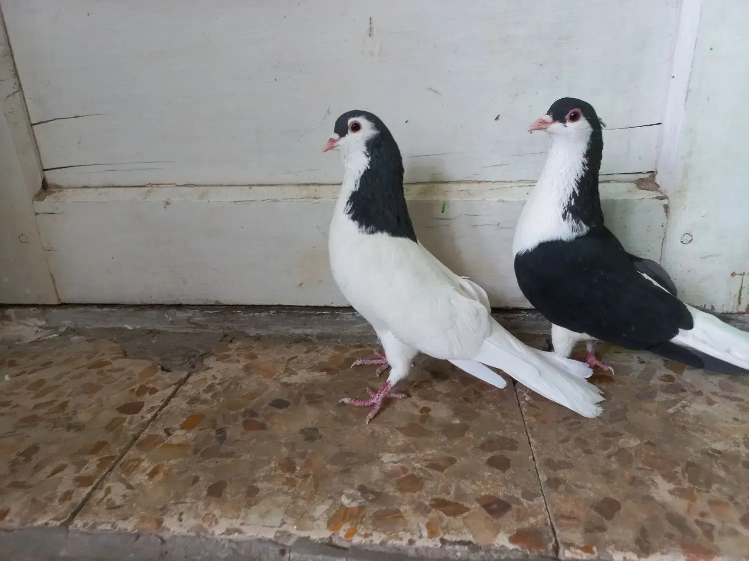 فروش کبوتر خوشرنگ و سینه ای|پرنده|فولادشهر, زاینده رود|دیوار