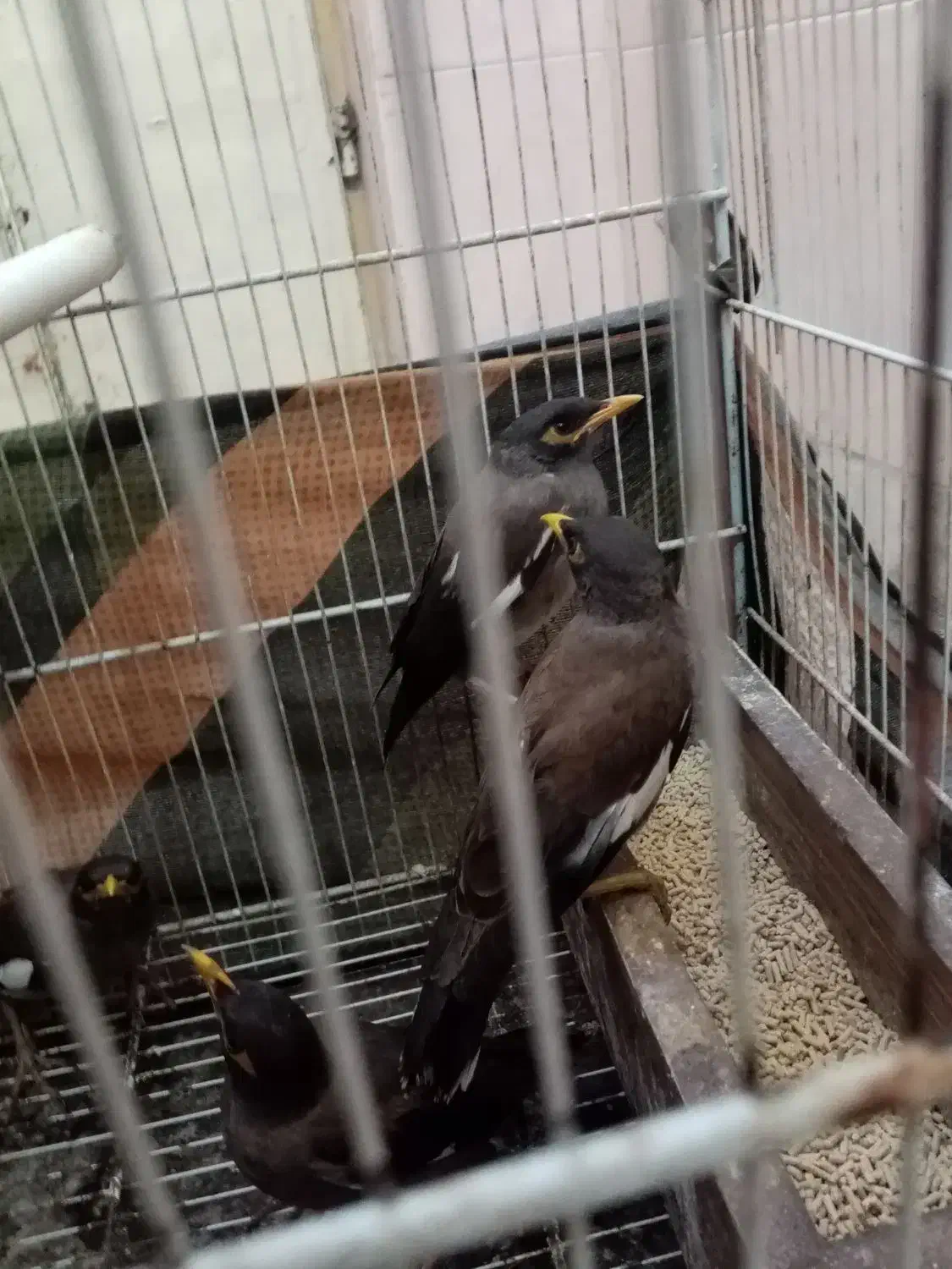 مینا 5ماهه دانه 400 هزار|پرنده|مشهد, همت آباد|دیوار