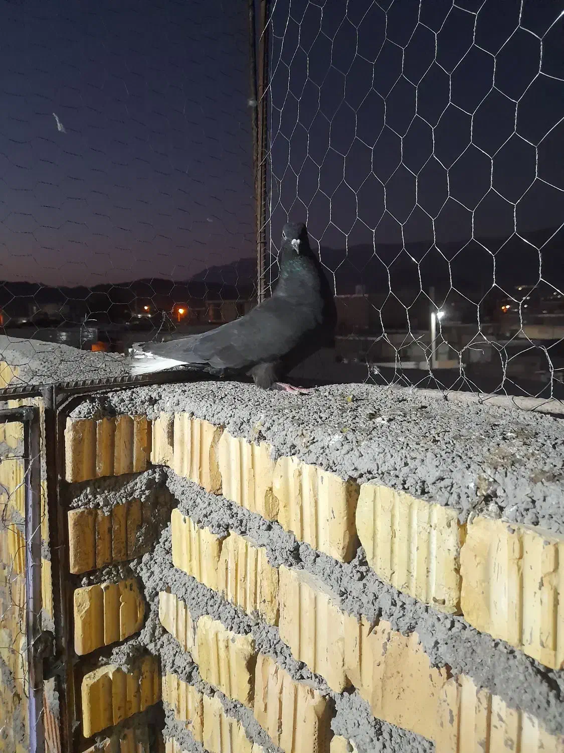 کبوتر|پرنده|داراب, |دیوار