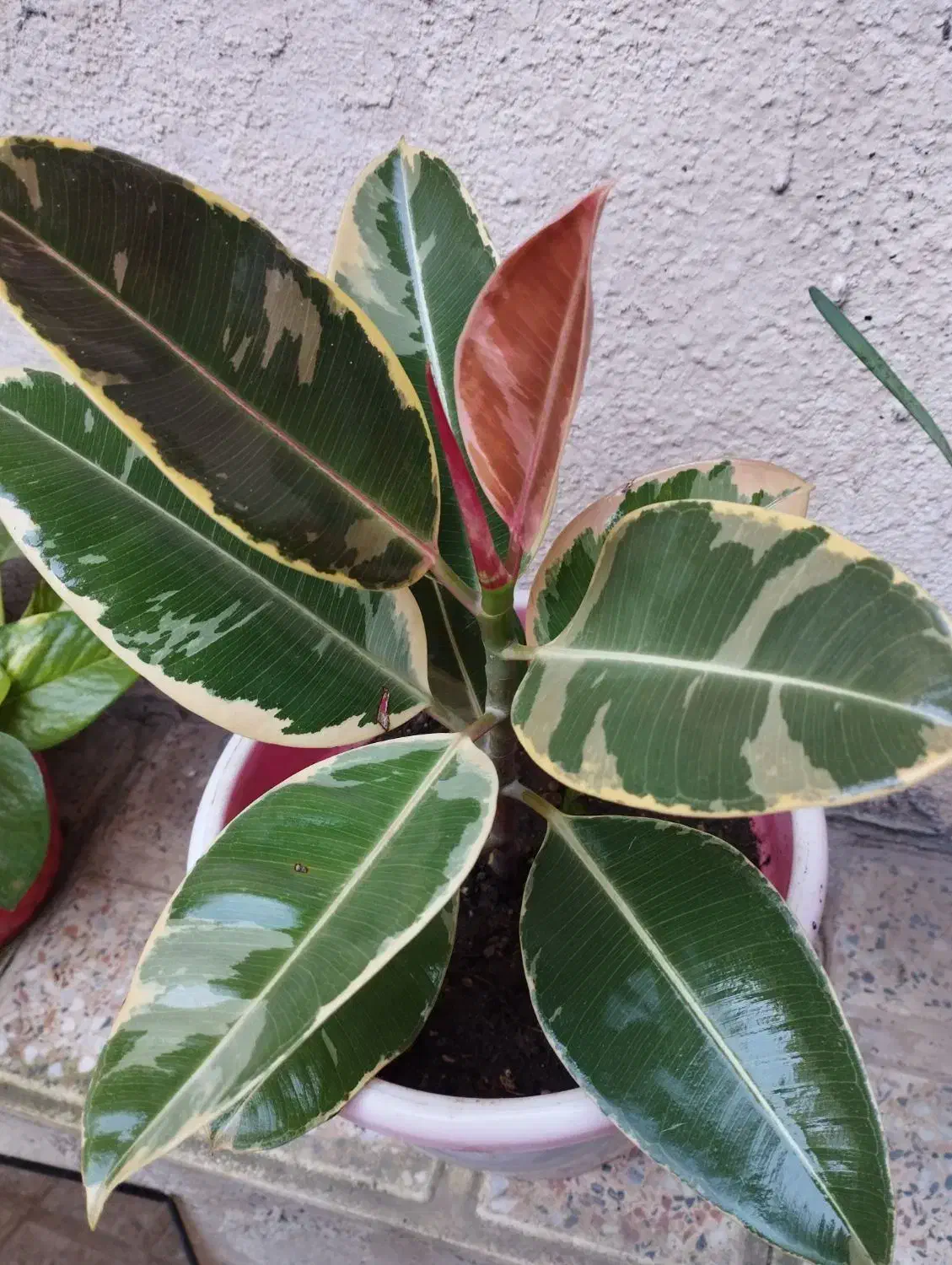 گل و گیاه|گل و گیاه طبیعی|رشت, تازه آباد|دیوار