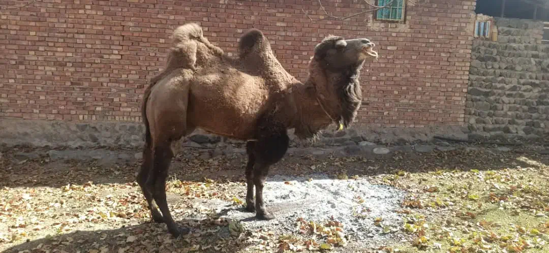 شتر دو کوهان|حیوانات مزرعه|کهریزک, |دیوار