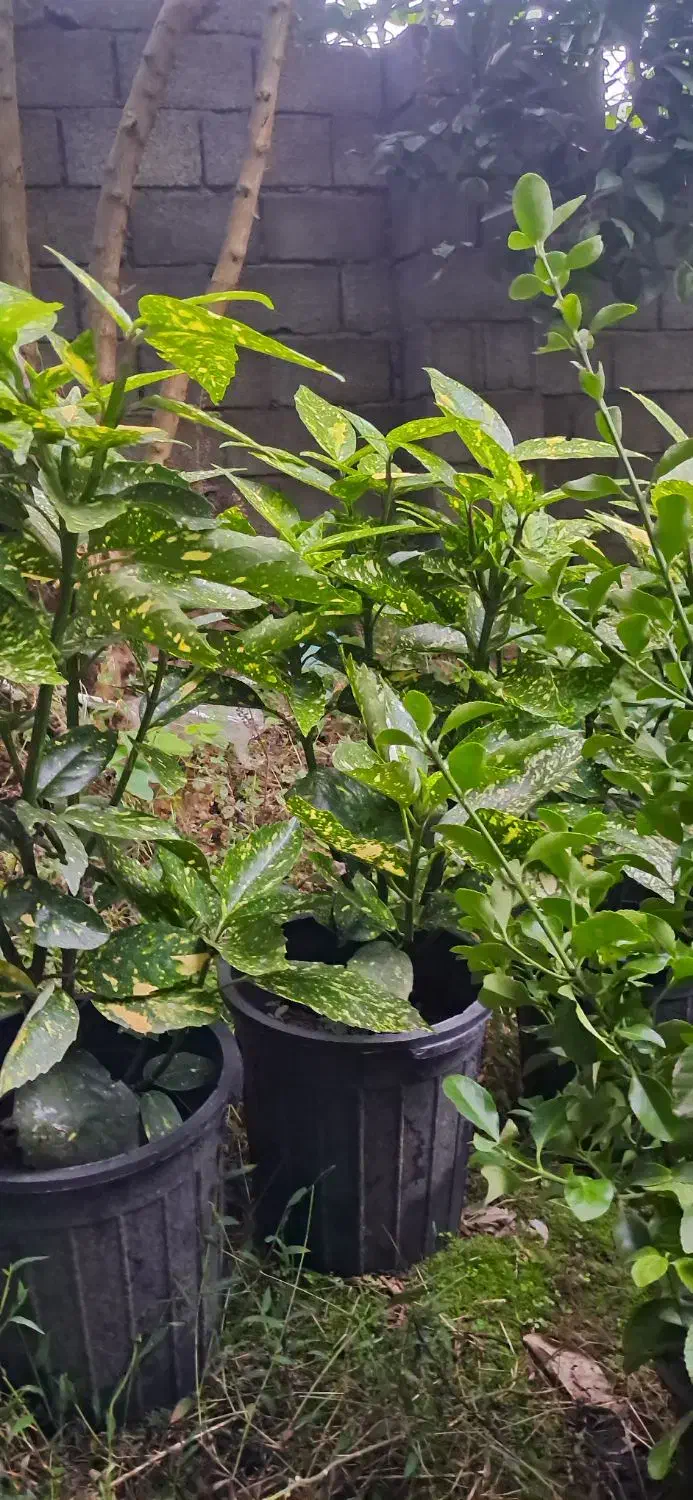 درختچه اکوبا|گل و گیاه طبیعی|رودسر, |دیوار