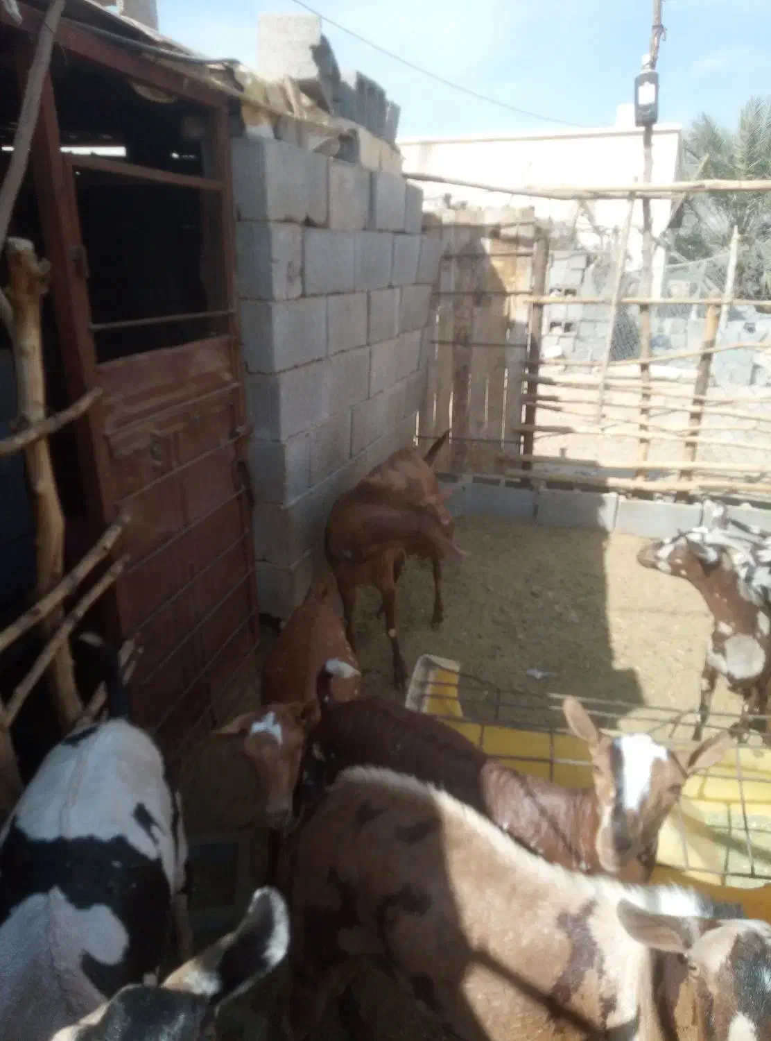 نری صلاله پچی|حیوانات مزرعه|فین, |دیوار