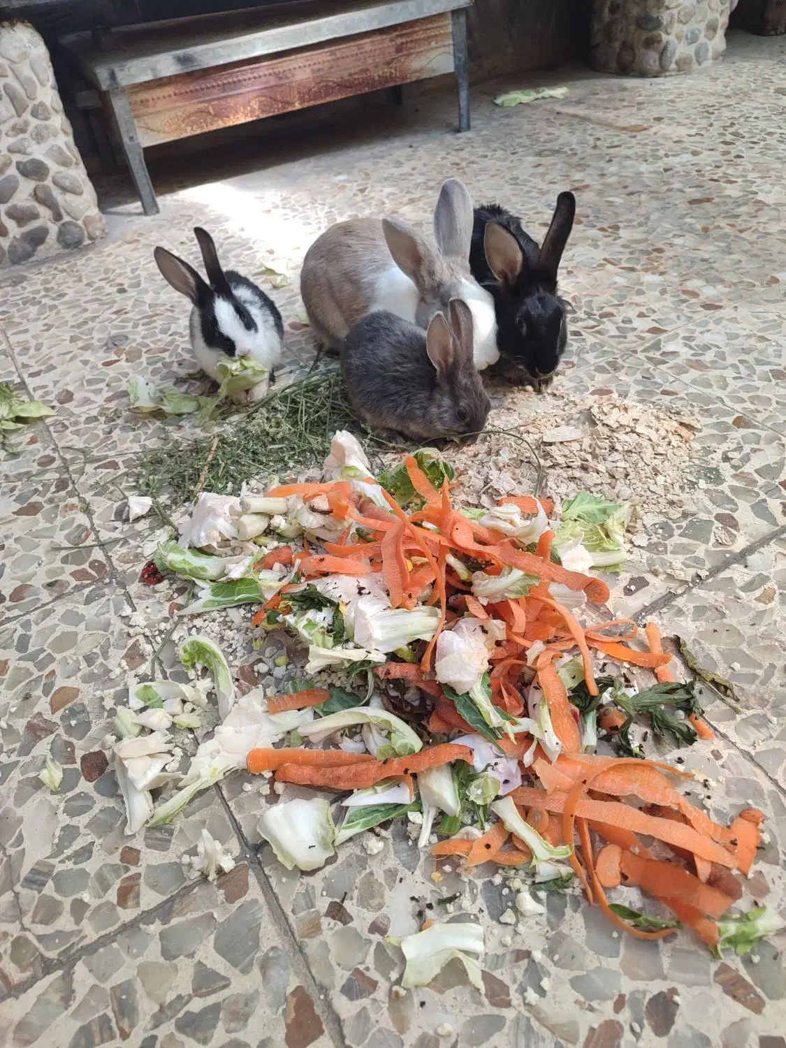 خرگوش|موش و خرگوش|خرمآباد, |دیوار