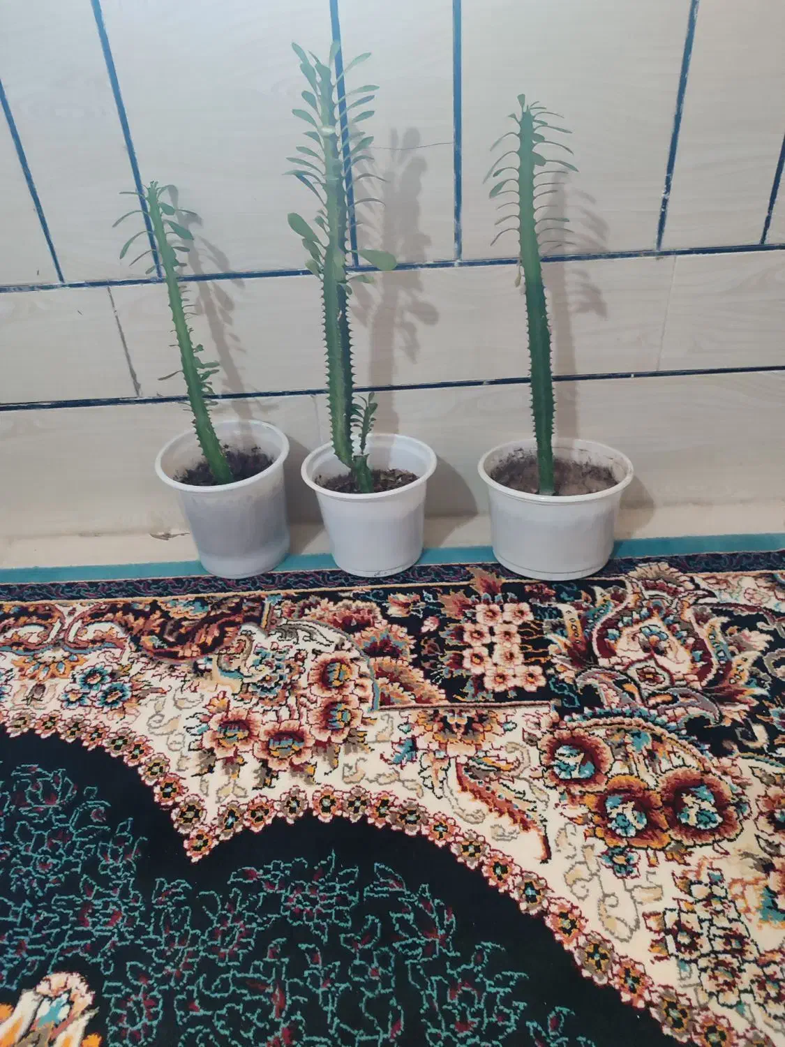 گل طبیعی|گل و گیاه طبیعی|یاسوج, |دیوار