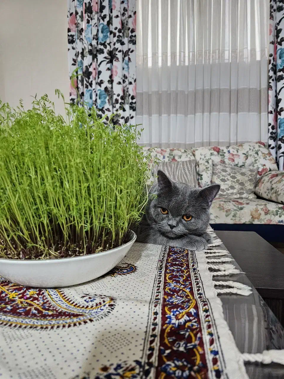 گربه بریتیش اصیل|گربه|ساری, |دیوار