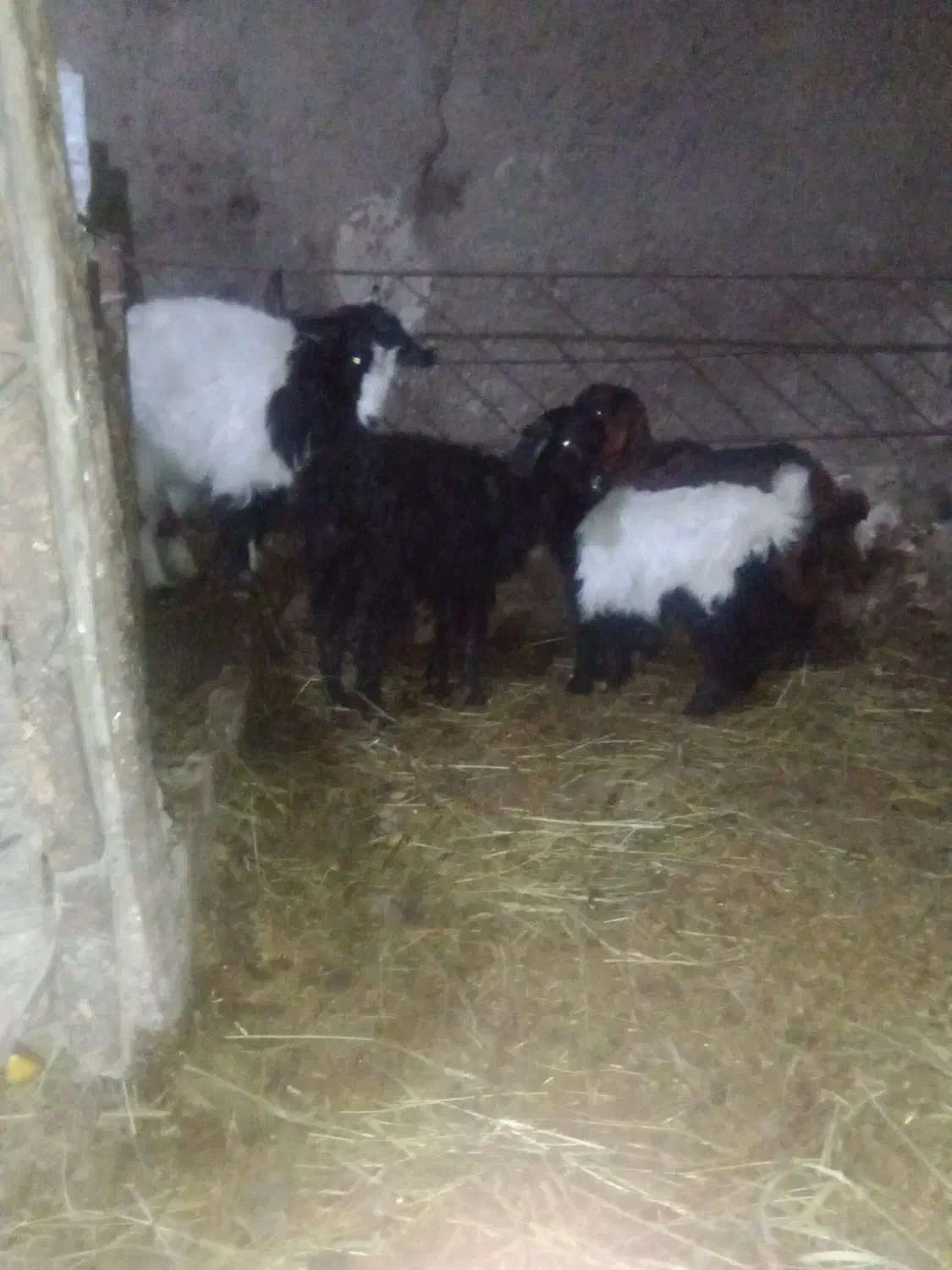 عزیز چهار عددبزغاله یکی تر بقیه ماده همش۱۵/۵|حیوانات مزرعه|سجاس رود, |دیوار