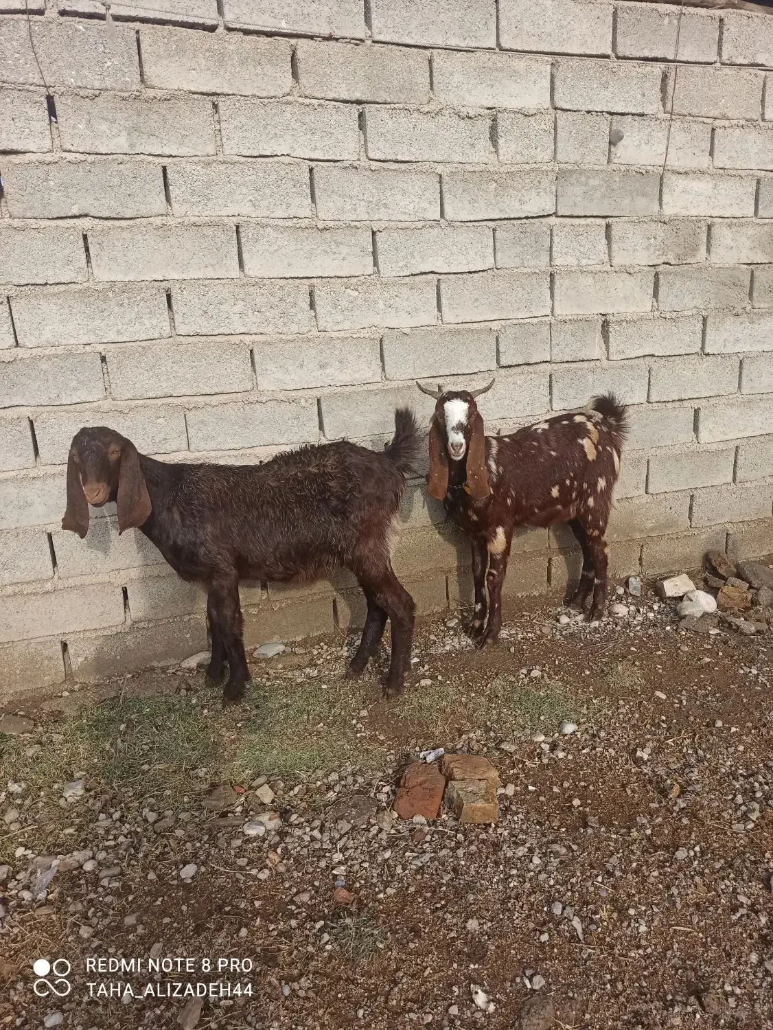 دوراس بزغاله|حیوانات مزرعه|گنبد کاووس, |دیوار