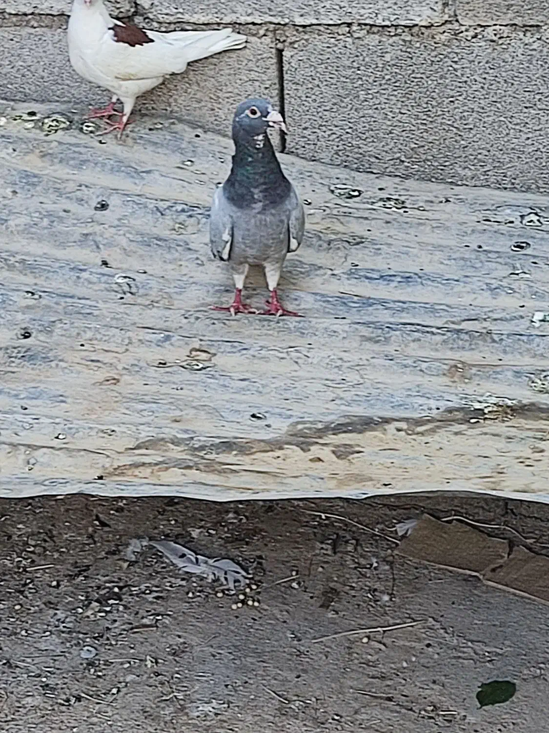 پلاک  مسافتی|پرنده|گتوند, |دیوار