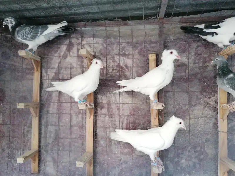 کبوتر   درهم|پرنده|مشهد, شهرک صنعتی توس|دیوار