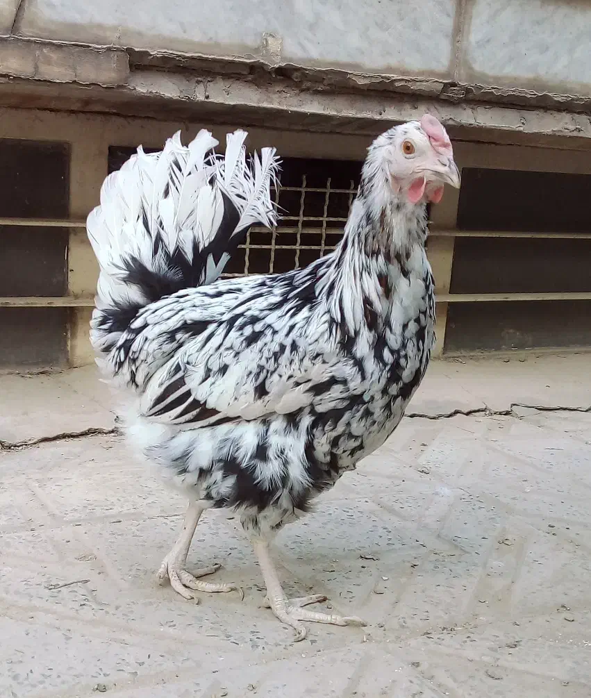 مرغ گلین لری اصل تخم گذار|حیوانات مزرعه|کرج, فاز ۲ مهرشهر|دیوار