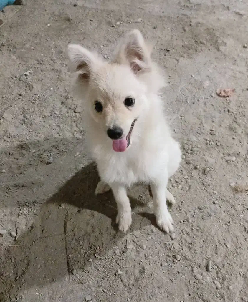 فروش سگ|سگ|میناب, |دیوار