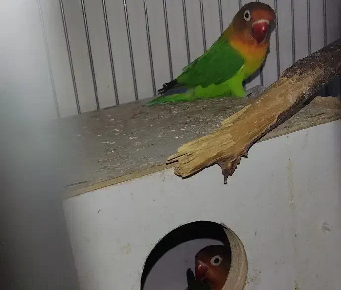 یک جفت کوتوله فیشر|پرنده|بیرجند, |دیوار