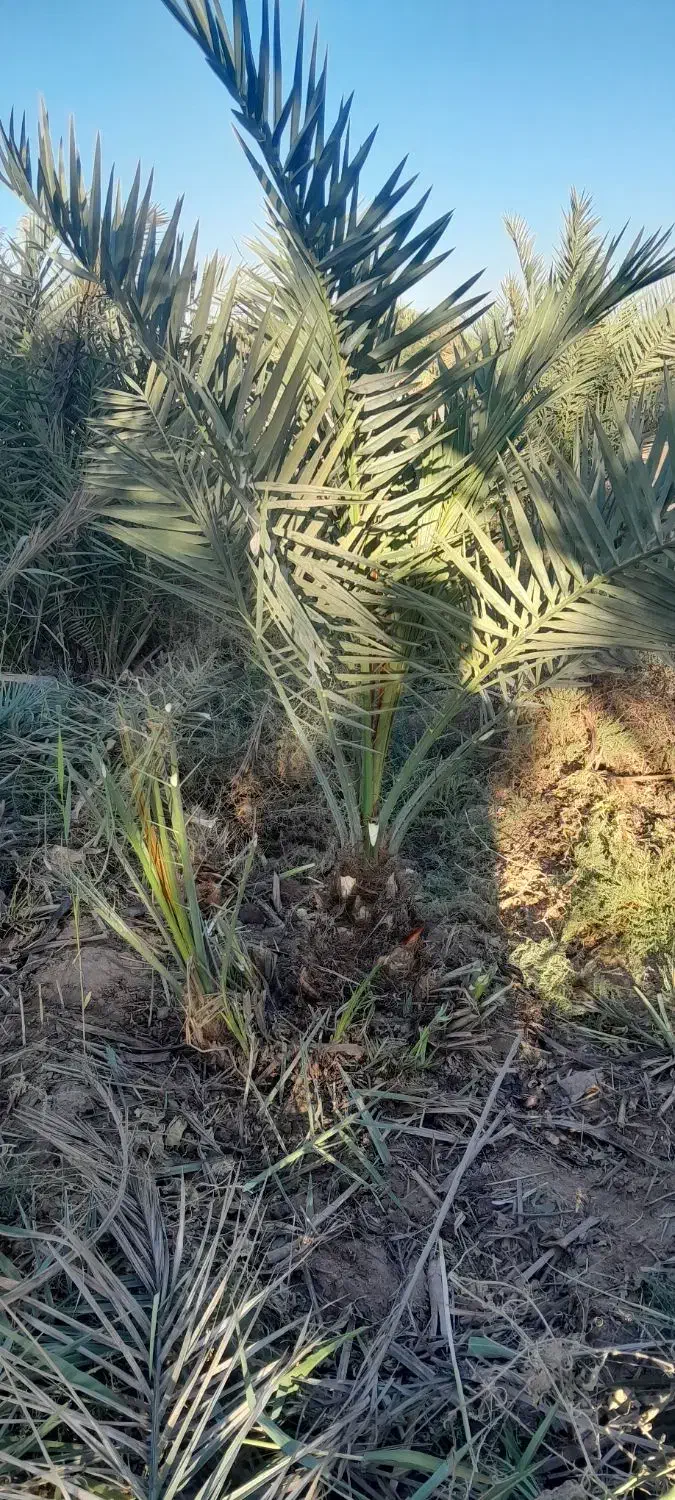 باغبانی و شخم با تیلر|خدمات باغبانی و درختکاری|آبادان, |دیوار