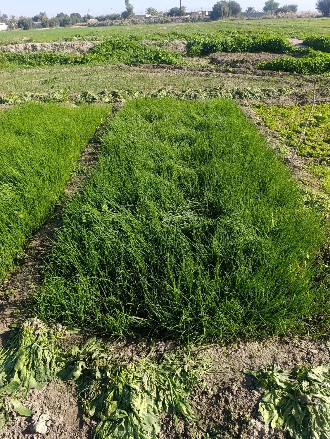 فروش تیم پیاز قرمز|خدمات باغبانی و درختکاری|رامهرمز, |دیوار