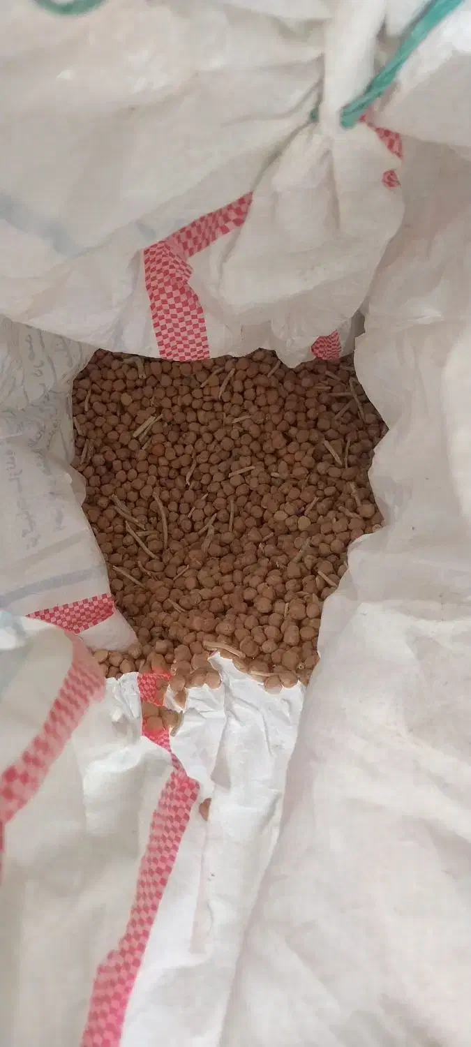 نخود|خوردنی و آشامیدنی|زاغه, |دیوار