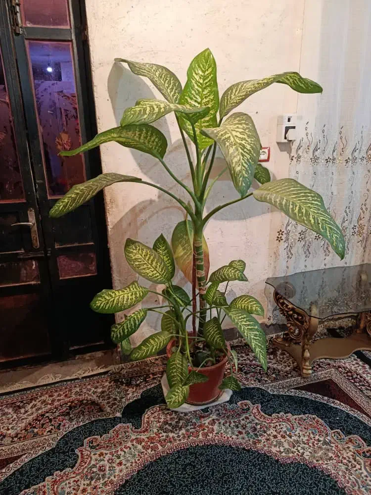 گل دیفن|گل و گیاه طبیعی|دوگنبدان, |دیوار