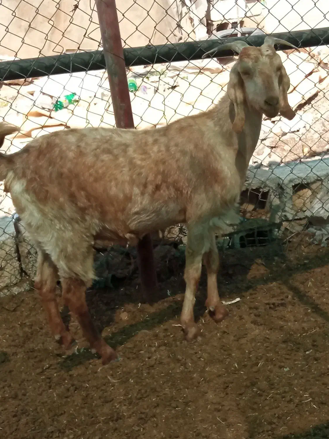 کلر دوقلو زا|حیوانات مزرعه|شیراز, آبیاری|دیوار