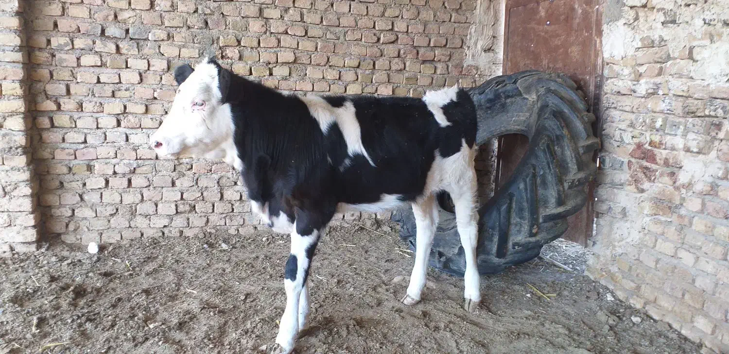 گاو گوساله|حیوانات مزرعه|تایباد, |دیوار